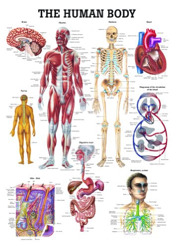 The Human Body Laminated Anatomy Chart