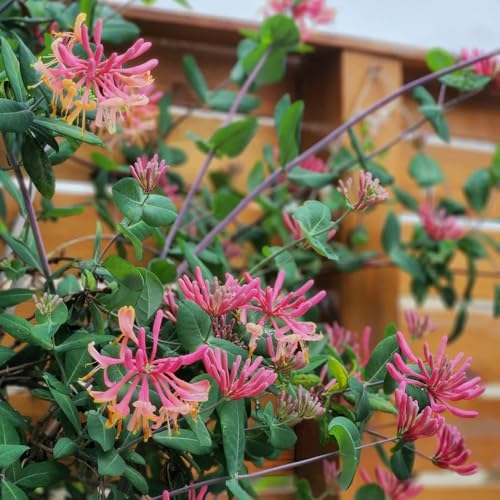 semillas de madreselva, perennes resistentes jardín exóticas trepadoras 1000pcs