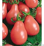 Unidades es 1 Portal Cool Las Semillas del Tomate rusos Rosa pera Frutas Color Inusual