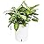 LáLáGreen Self Watering Wall Planter