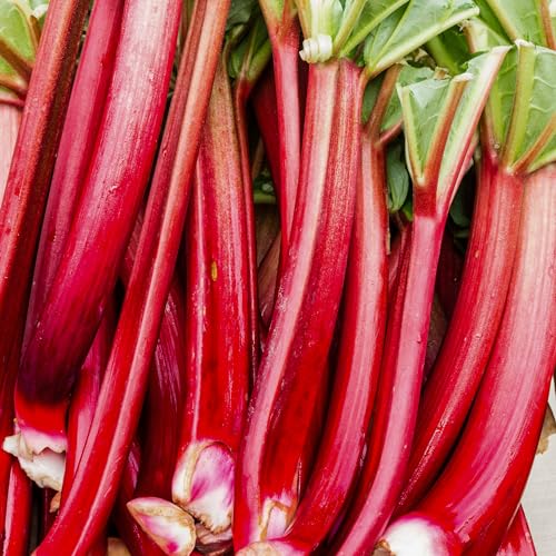 How to make rhubarb and ginger gin How to make rhubarb and ginger gin