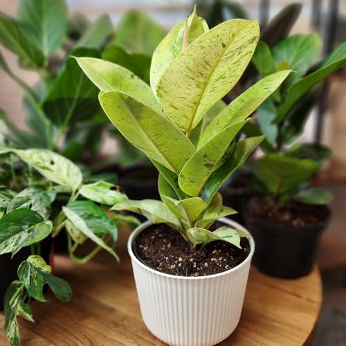 Ficus Shivereana 'Moonshine', Rare Rubber Trees, Unique Live Houseplant Decor in 6" White Pot, Easy Gift, Variegated Live Ficus Houseplants, Office & Decorative Plants by Plants for Pets Ficus Shivereana 'Moonshine', Rare Rubber Trees, Unique Live Houseplant Decor in 6" White Pot, Easy Gift, Variegated Live Ficus Houseplants, Office & Decorative Plants by Plants for Pets