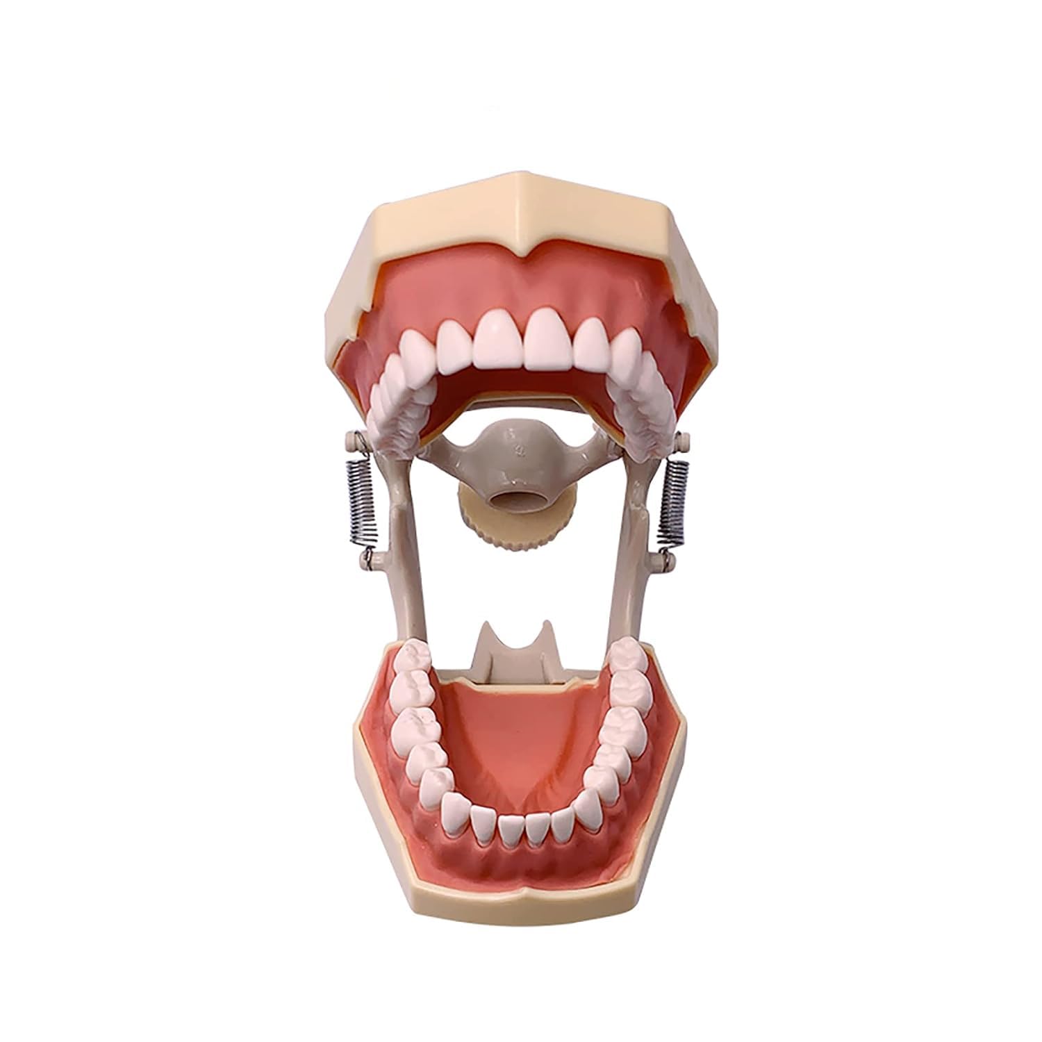 Strumenti Didattici per L'Odontoiatria Modello Anatomico Typodont Typodont con 32 Denti Rimovibili per L'Insegnamento E Lo Studio