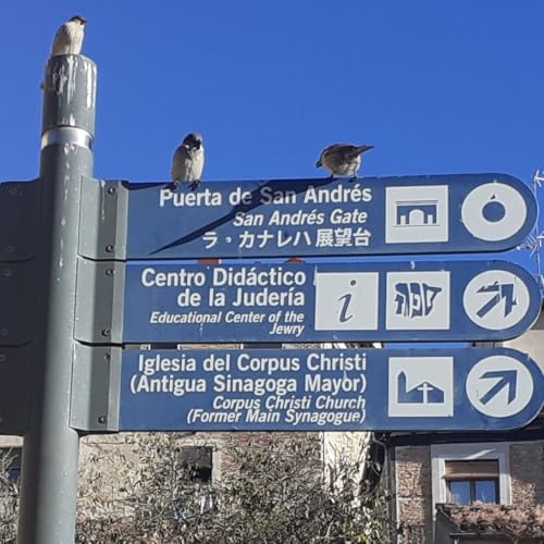 Escribano palustre - Emergencia - 22/12/25