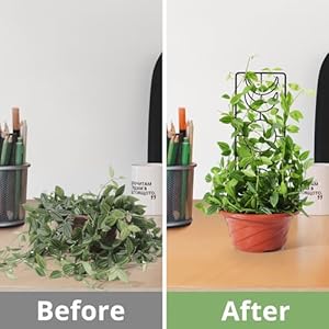 Moon Phase Plant Trellis 3 Pack, 14.25 Inch Small Trellis for Potted Plants, Metal Plant Trellis for Climbing Plants Indoor, Black Moon Phase Plant Trellis 3 Pack 1425 Inch Small Trellis for Potted Plants Metal Plant Trellis for Climbing Plants Indoor Black