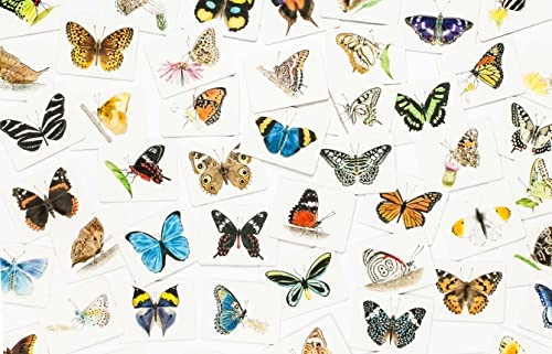 Butterfly Wings: A Matching Game - Image 7