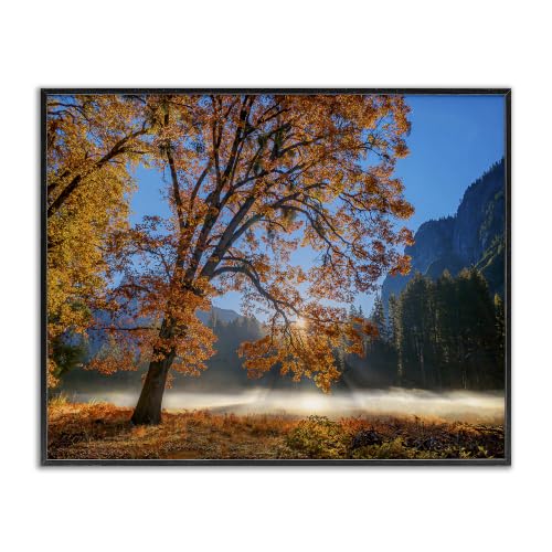'Autumn Trees Foliage Beautiful Sun Rays'| Framed Giclee Art