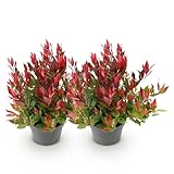 GreenboutiQ - Gartenpflanze - Leucothoe Little Flame - Rot - 2 Pflanzen - Immergrün - Pflegeleicht - Topf 17cm Höhe 45cm