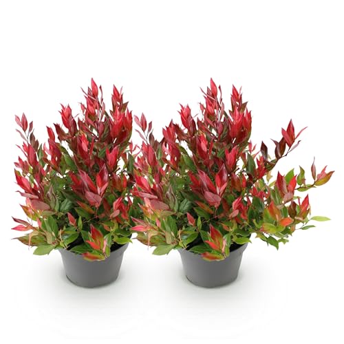 GreenboutiQ - Gartenpflanze - Leucothoe Little Flame - Rot - 2 Pflanzen - Immergrün - Pflegeleicht - Topf 17cm Höhe 45cm