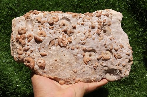 Image of Ammonites & Gastropods Plate Cretaceous Fossils Fossils from Morocco Fossil Rock ammonites Fossil from Morocco A212