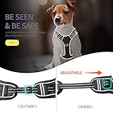 Brustgeschirr für Hunde verstellen