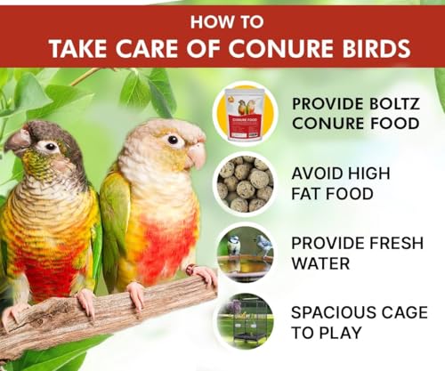 Image of Boltz Best Bird Food for Conures, Natural and Healthy Premium Seed Mix for Conure Parrot, Daily Birds Treat for Conures, Complete Nutrition to All Life Stages (1 KG (Pack of 5))