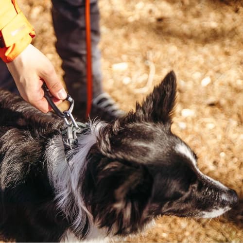 Non-stop dogwear ROAM Collar | solides, gepolstertes Halsband für Jede Aktivität, Größe:M