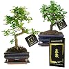 Bonsaiworld Bonsai boompjes – Set 2 Stuks – 8 jaar oude bonsai bomen – Hoogte 25-30 cm