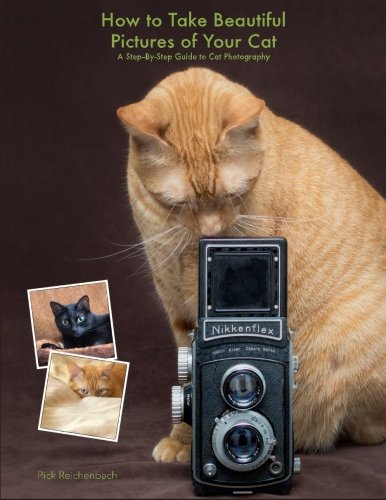 How to Take Beautiful Pictures of Your Cat: A Step-By-Step Guide to Cat Photography