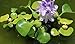 Aquatic plants