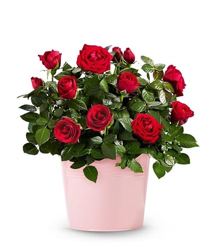 From You Flowers Radiant Red Rose Plant