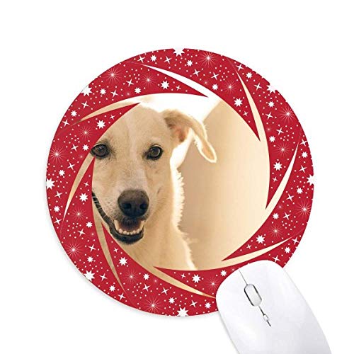 X}CzCgybg̎ʐ^ ~`S̐Ԃ̃zC[pbh