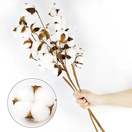 Coceca Cotton Stems - 3 Pack 10 Balls Per Stem - 23 Inch Farmhouse Display Filler-Foral Decoration - Thumbnail 3