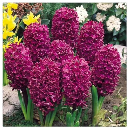 Giacinto bulbi,piante erbacee perenni, bulbi da fiore resistenti al freddo e alla siccità,giacinto d acqua pianta(senza semi,non artificiale e resistente al freddo)-8bulbi-D