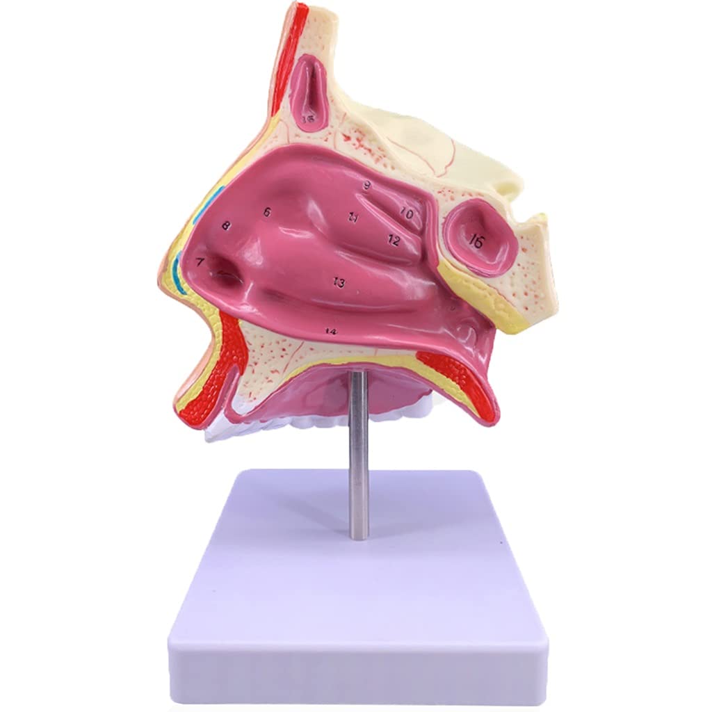 Buy d Version Nasal Oral Cavity Model, Nasal Cavity Model Anatomical