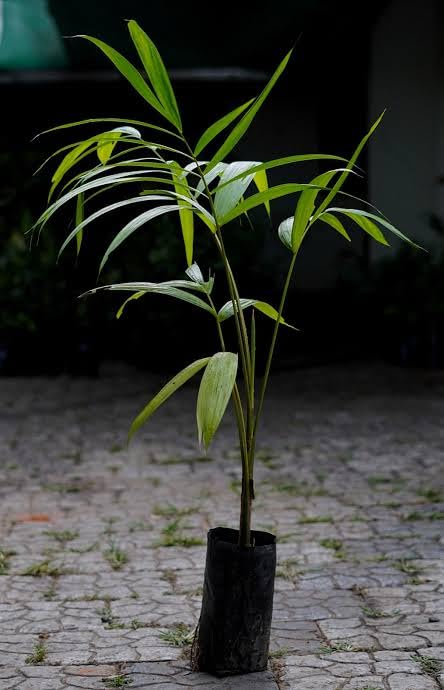 S. D ENTERPRISE Organic Best Acia Berry Palm Live Plant