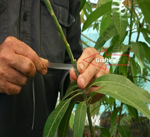 Image of Pyanabi''Grafted Noorjahan Mango Plant - Live Tree 2 Feet Tall - Fruits in Just 2-3 Years - Ideal for Home Gardens & Urban Planting - large fruits of approximately 3 to 4 kg live fruit plant