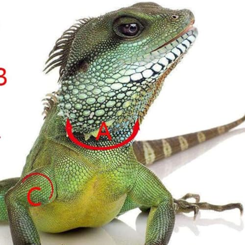 Pacote com 3 arnês de dragão barbudo e coleira ajustável (P, M, G) – Coleira de lagarto de réptil de
