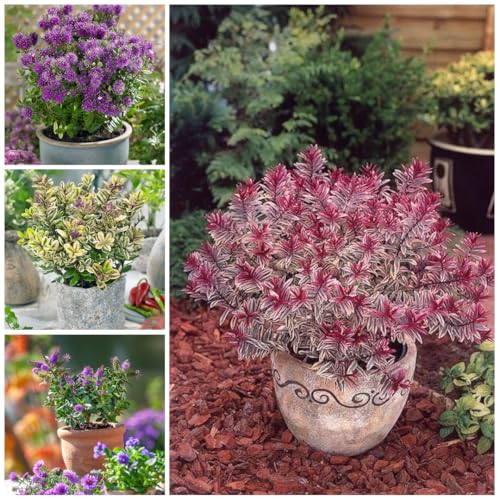 Meredith Nurseries 4 Mixed Large Hebe Plants Evergreen Garden Shrubs Colourful 2ltr