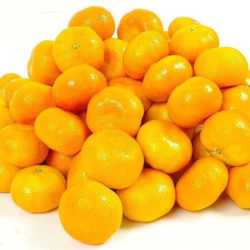 ݂ 10kg oJ݂ F{Y ƒp B ɑ   oJ k t[c ʕ Hi ؉