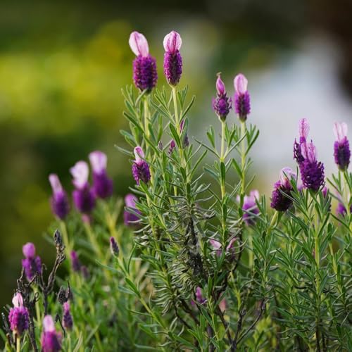 lavendelsamen, indoor, für draußen winterhart, garten balkon, 50pcs