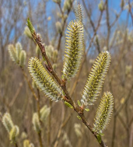 Caterpillar Willow Bush Cuttings to Grow | Wooly Head Willow Shrubs - Easy to Root Dormant Hardwood Cutting's (2 Cuttings)