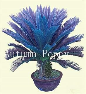 . 10 Pieces Blue Cycas Bonsai, Balcony Iron Tree in Bonsai Pot of The Flower of The Cycas revolved Tree for The House Garden Popular Landscape System: 7: only Seeds