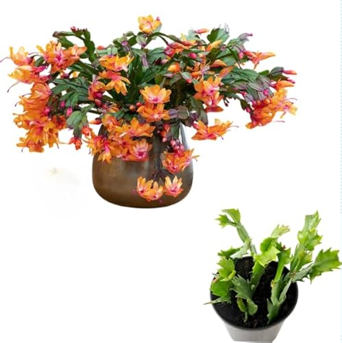 Live Orange Christmas Cactus Thanksgiving Cactus Plant Ornament Tree Schlumbergera