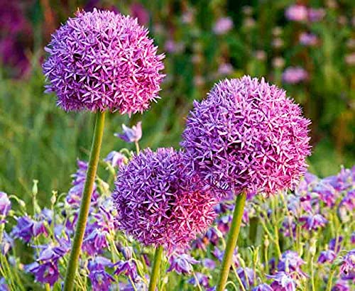 See full amazon price history chart for Giant Onion 50+ Seeds Allium Giganteum Flower Plant Home Garden Dwarf- Light Purple Giant Onion Seeds/Grow in All Season Giant Onion 50+ Seeds Allium Giganteum Flower Plant Home Garden Dwarf- Light Purple Giant Onion Seeds/Grow in All Season (B09D8F145V) Amazon Price History, Amazon Price Tracker