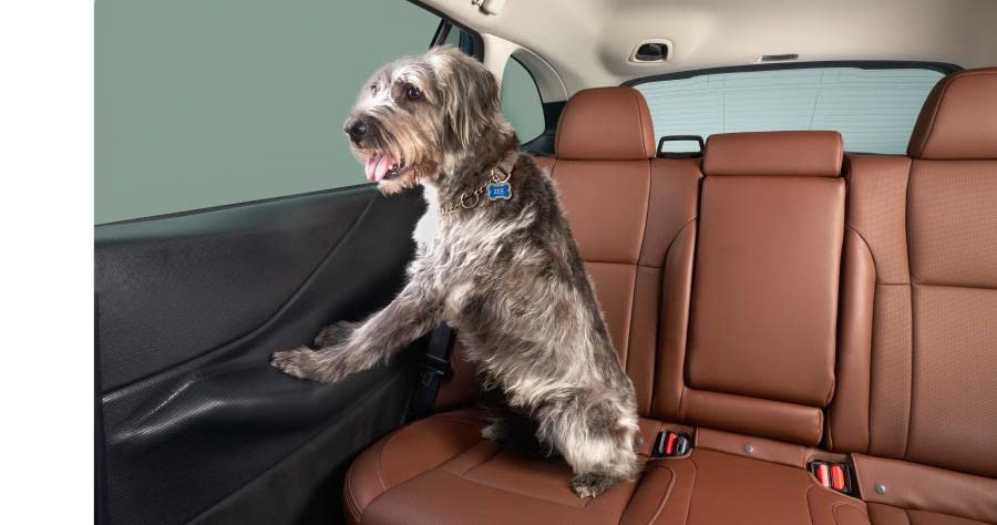 Amazon.com: Subaru 2019-2024 Forester & 2025 Forester Wilderness