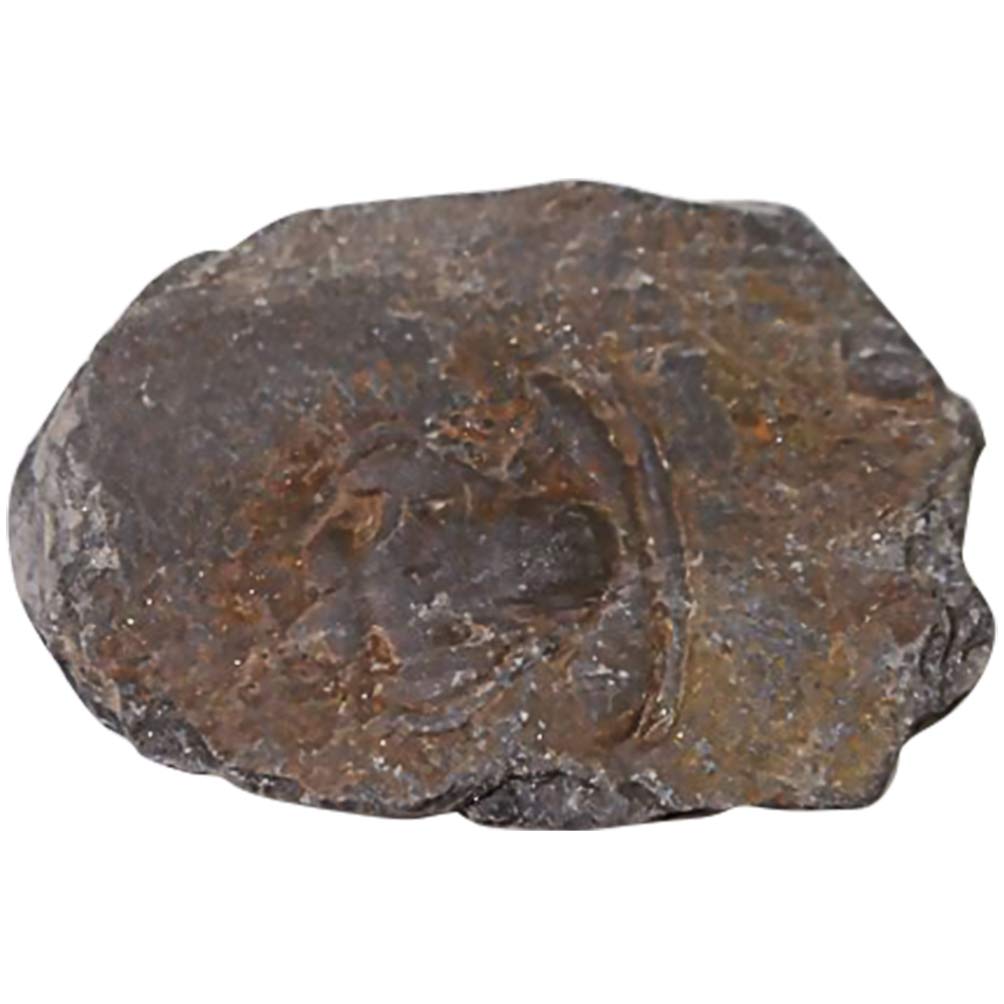 BalacooPaleontology Fossil Sample Science Specimen Fossil Collection Ornaments Trilobite Fossil Biological Science Laboratory Educational Teaching Props