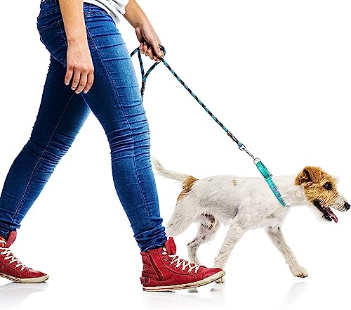 50% Off Custom Reflective Martingale Dog Collar - Image 7