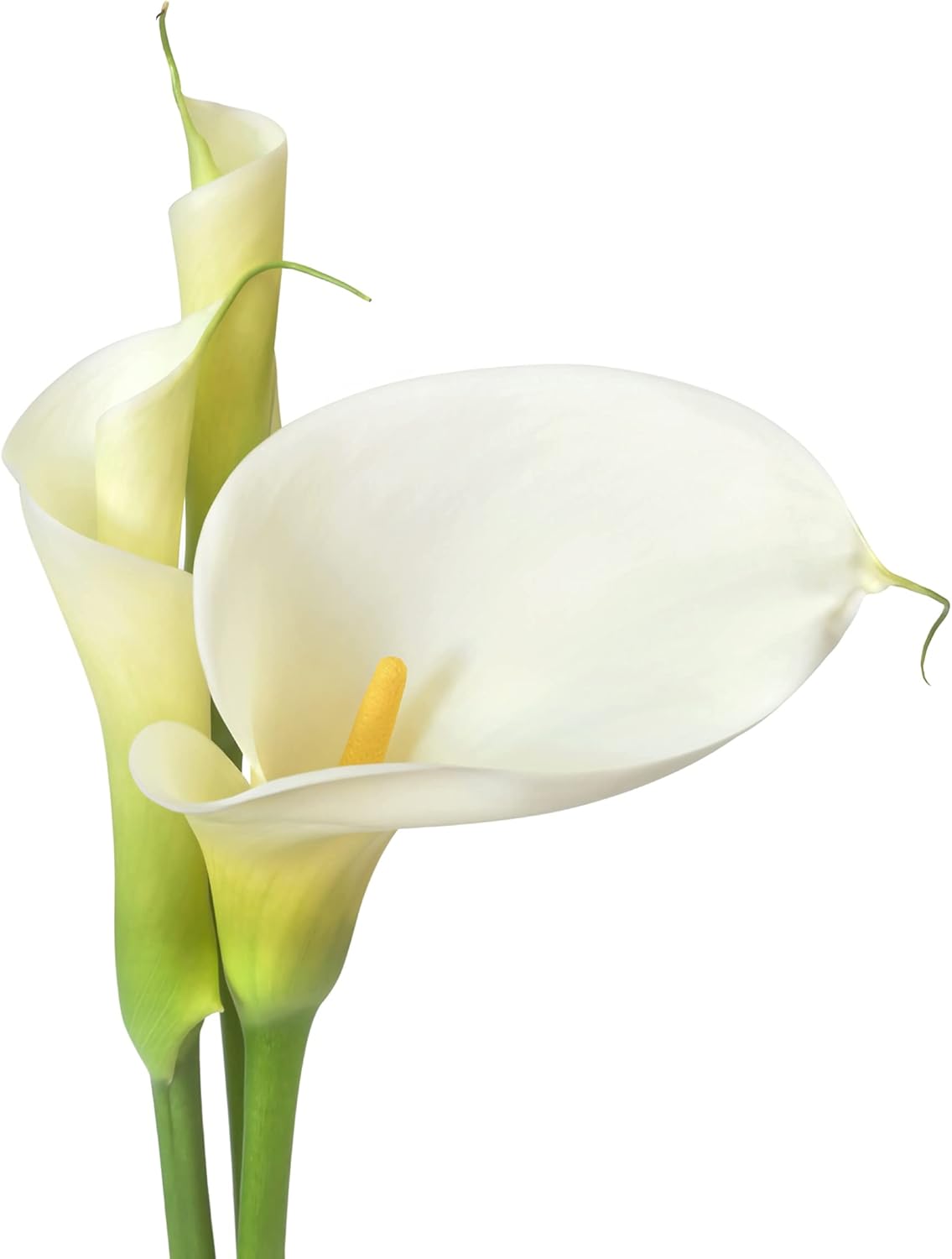 Buy White Calla Lily Bridal Bliss White Calla Lily Blooms 3 Large Zantedeschia Flower Bulbs For Planting Ships From Easy To Grow Tm Online In Indonesia B093qhx483