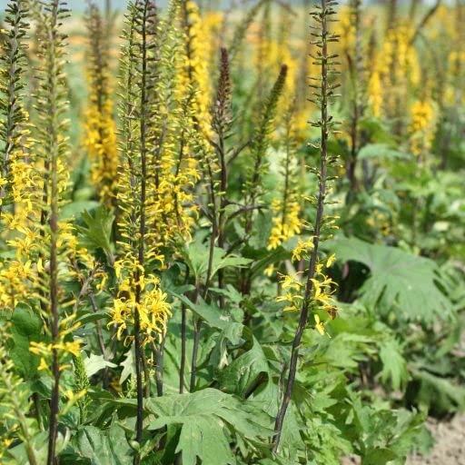 6x Ligularia przewalskii – Vaso 9x9 cm – pianta perenne spighe gialle ornamentali giardino