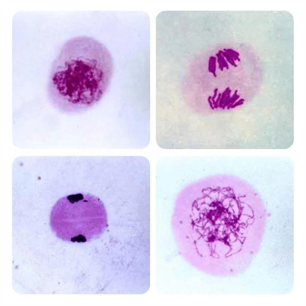 Kit accessori per microscopio Vetrini for microscopio biologico Vetrini preparati for l'insegnamento 12 pezzi/scatola Vetrini per microscopio