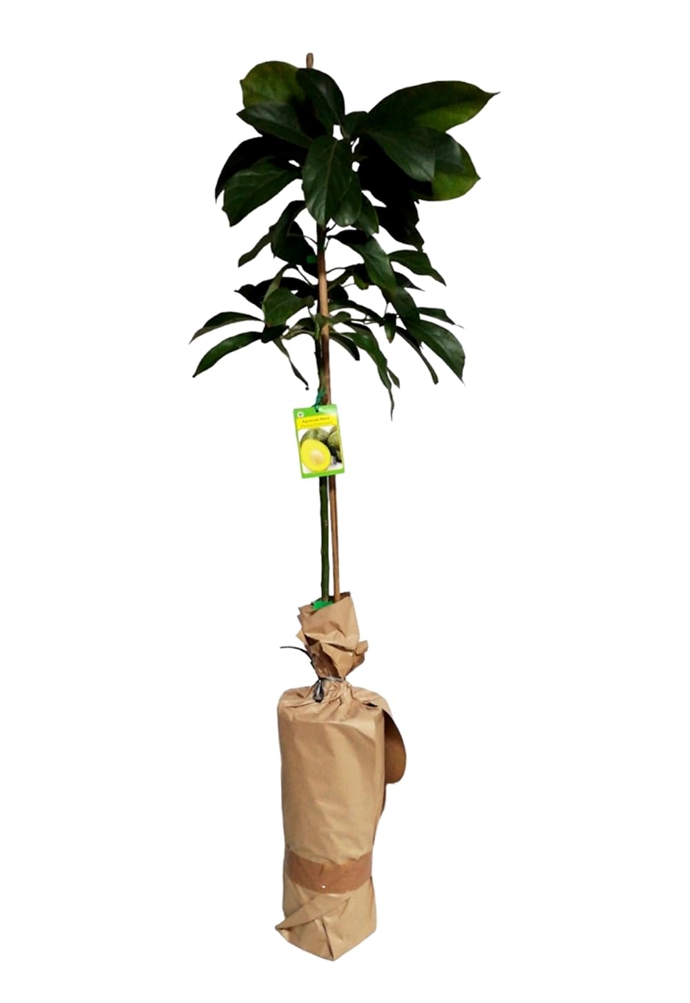 Planta de Aguacate, arbol de variedad injertado. Grande 150-160 Cm. Muy Productivo cosecha tras cosecha. Resistente al Frio. Plantar un aguacate aporta sombra, frutos nutritivos, oxígeno.
