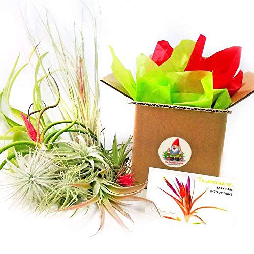 Tdg The Drunken Gnome Tillandsia Air Plants Assorted Variety Pack, 3 X-Large #TOP1