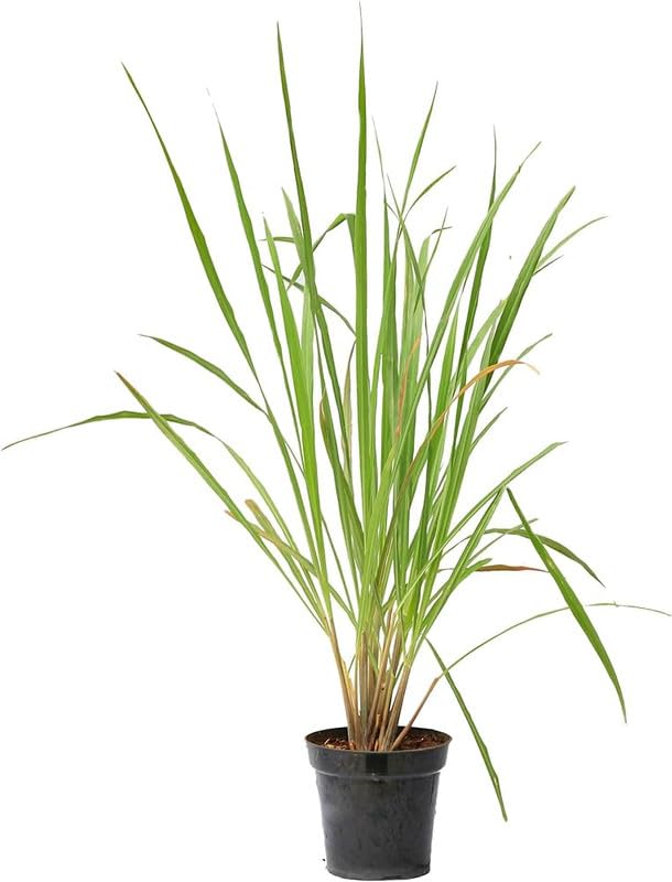 Fresh Lemon Grass Plant Live - Adds Aroma and Flavor - Pack of 1-image-47