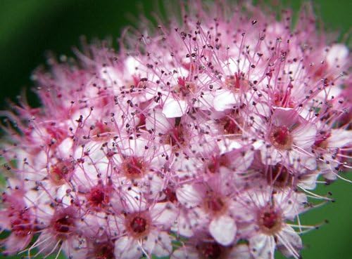 Amazon ピンク花シモツケポット苗 庭木 落葉樹 グランドカバー 低木 植木