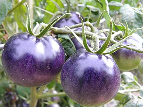 sweet seedless tomato seeds - NIKA SEEDS - Vegetable Giant Cherry Tomato Blue - 20 Seeds