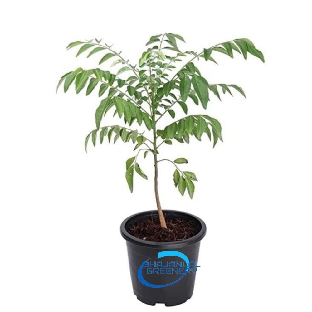 Bhajanlal Greenery Live Kadi Patta/Mitha Neem, Curry Leaves Plant with 4 Inches Nursery Pot (B0B2RRK1L9) Amazon Price History, Amazon Price Tracker