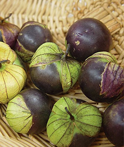 Nika Seeds - Seeds Vegetable Purple Physalis (Ground Cherry) - 150 Seeds - Thumbnail 5