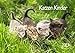 Produktbild Edition Seidel Katzen Kinder Premium Kalender 2023 DIN A3 Wandkalender Weltweit Tiere Katze Katzenkinder süße Kätzchen Haustier Natur