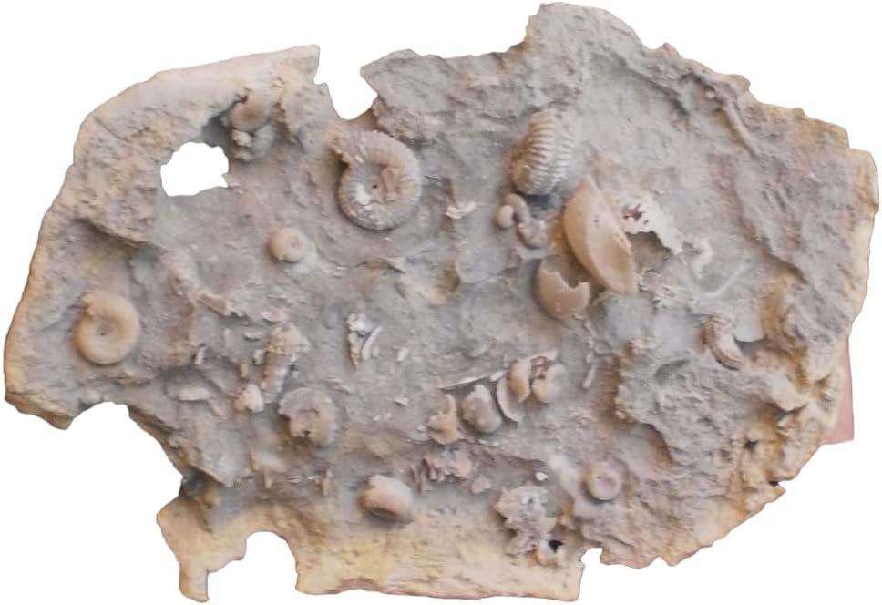 Garantiana garantiana Ammonite Fossil (Fossils) AM180